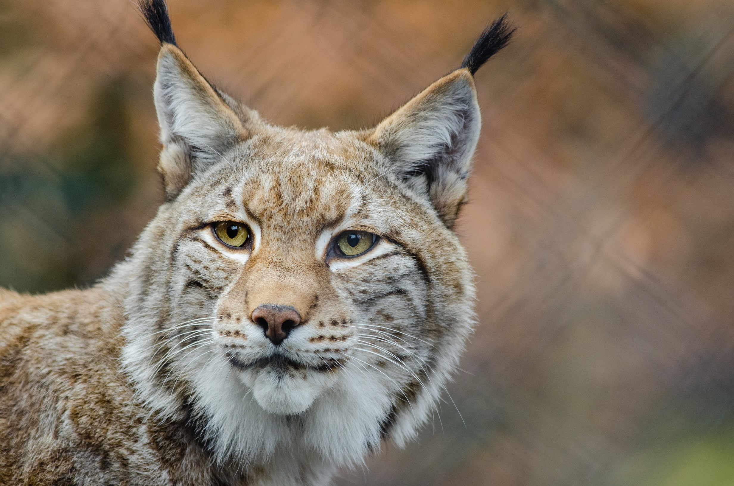 Lince Ibérico